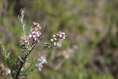 Eriocephalus