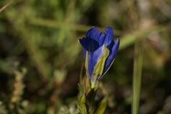 Gentiana pneumonanthe