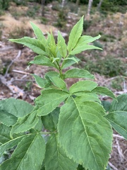 Sambucus racemosa