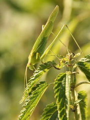 Phaneroptera falcata