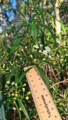 Olearia viscidula