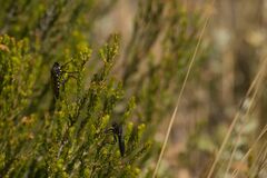 Dasypogon