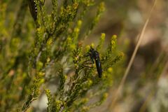 Dasypogon