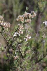 Eriocephalus