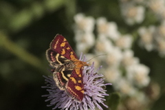 Pyrausta purpuralis
