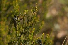 Dasypogon