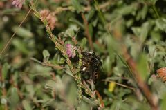 Dasypogon