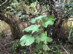 Abutilon auritum
