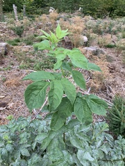 Sambucus racemosa