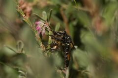 Dasypogon