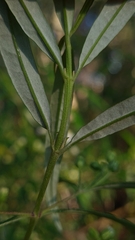 Olearia viscidula