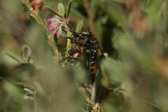 Dasypogon
