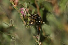 Dasypogon