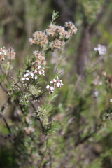 Eriocephalus