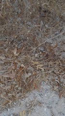 Macroprotodon brevis ibericus