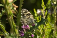 Melanargia lachesis