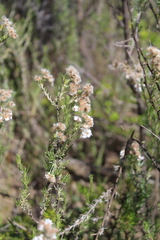 Eriocephalus