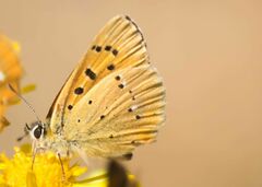 Lycaena virgaureae