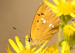 Lycaena virgaureae