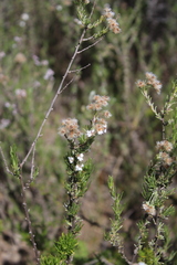 Eriocephalus