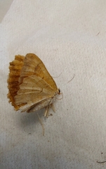 Camptogramma bilineata