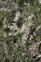 Eriocephalus