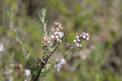 Eriocephalus