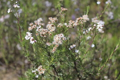 Eriocephalus