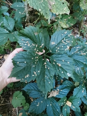 Parthenocissus inserta