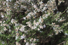 Eriocephalus