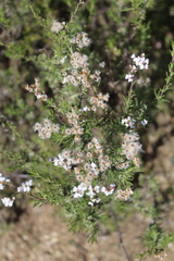 Eriocephalus