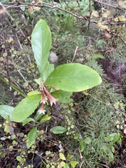 Alseuosmia macrophylla
