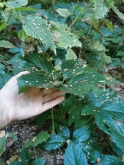 Parthenocissus inserta