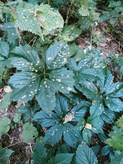 Parthenocissus inserta