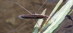 Limnoporus rufoscutellatus