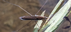 Limnoporus rufoscutellatus