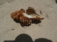Chicoreus dovi
