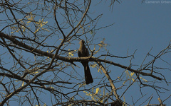 Corythaixoides concolor