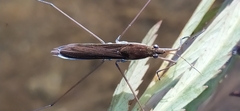 Limnoporus rufoscutellatus