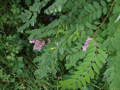 Robinia viscosa