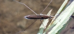 Limnoporus rufoscutellatus