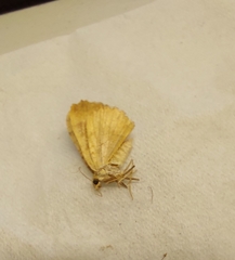 Camptogramma bilineata