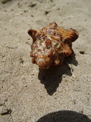 Chicoreus dovi