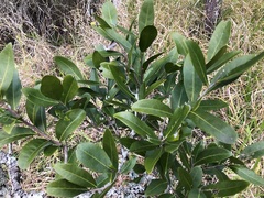 Siphonodon australis