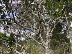 Siphonodon australis