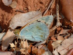 Argynnis pandora