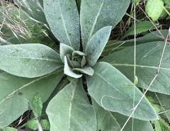Verbascum thapsus