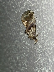 Plusiodonta compressipalpis