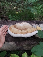 Fomitopsis pinicola