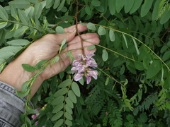Robinia viscosa